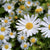 Chamomile flowers – natural soothing botanical used in Haetsia haircare formulas for calming and gentle care